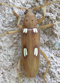 Ivory-marked Longhorn
